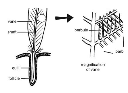 Anatomy_and_physiology_of_animals_Contour_feather.jpg
