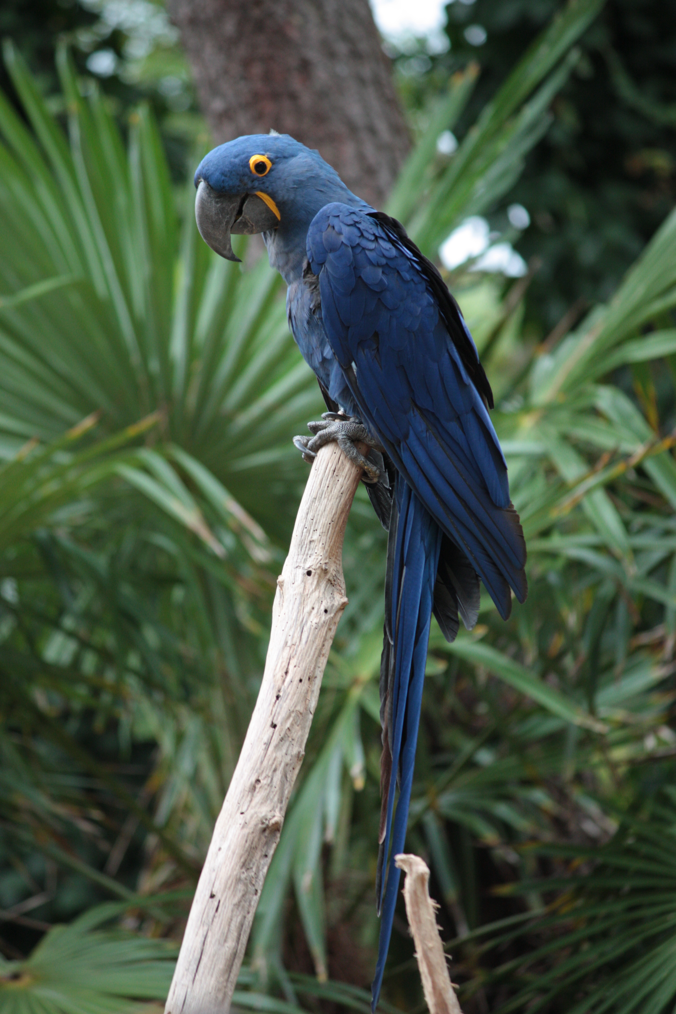Anodorhynchus_hyacinthinus_-zoo_de_La_Palmyre-8a.jpg