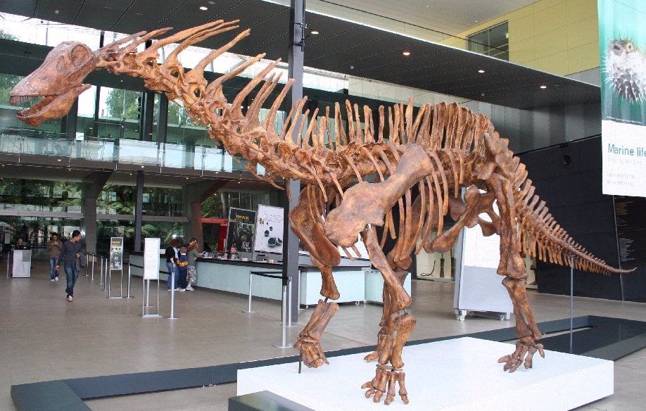 Amargasaurus1_Melb_Museum_email.jpg