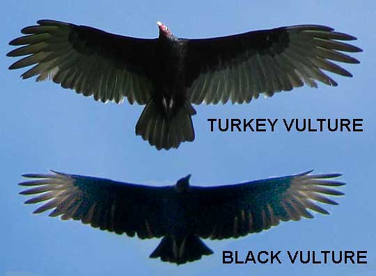 America_Black_Vulture-Turkey_Vulture-silhouettes.jpg