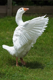 220px-Embden_goose_at_zoo.jpg