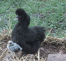 220px-A_fuzzy_baby_chicken_and_its_mom.jpg