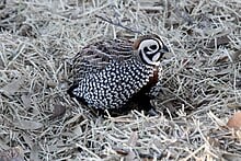 220px-Montezuma_Quail_%28Cyrtonyx_montezumae%29.jpg