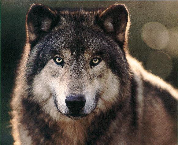 Wolf-Brown.jpg