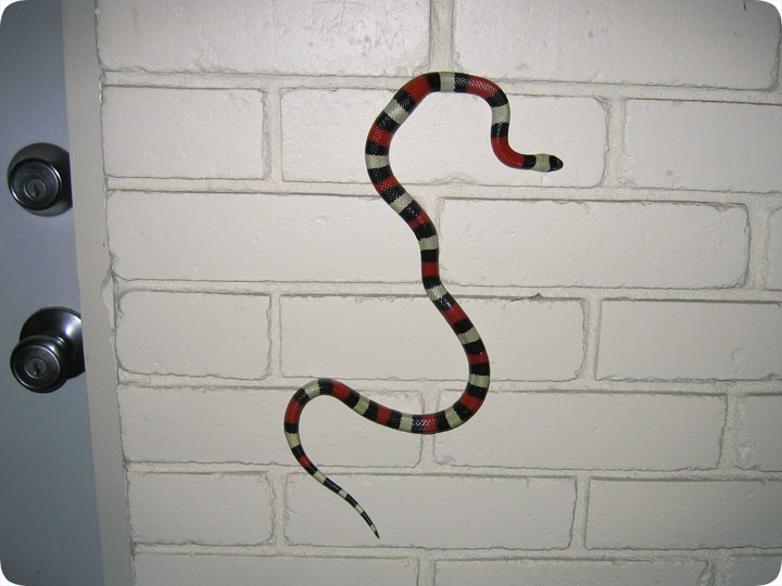 snakeclimbswall.jpg