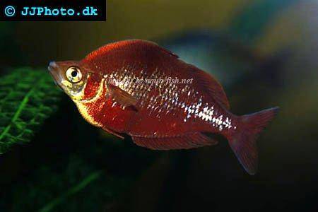 red-rainbowfish-1.jpg