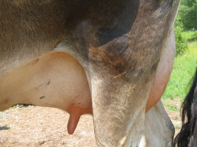 4548_udder2.jpg