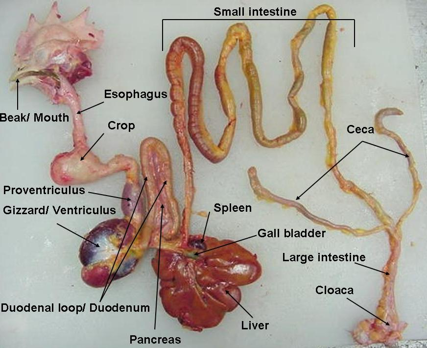 labeled_digestive_tract1.png