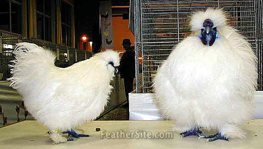 white silkie rooster (see the black skin/comb? silkie/cochin cross. 