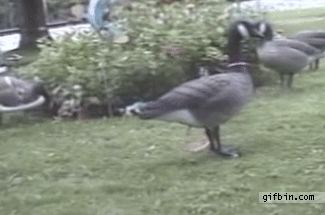 1312825530_bunny_comes_out_of_duck.gif
