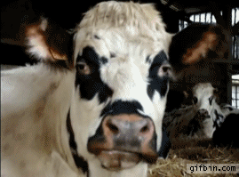 1317226737_cow_chewing.gif