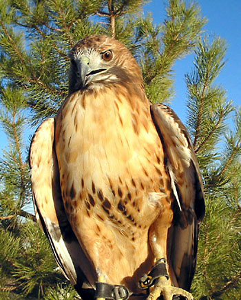 Red-tailed_Hawk.jpg