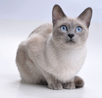 traditional-siamese-cats-02.jpg