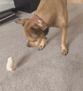 186771-Dog-Playing-With-A-Baby-Chick.gif