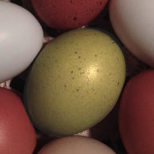 olive-egg-f2.jpg
