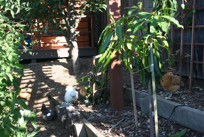 chickens_garden01.jpg