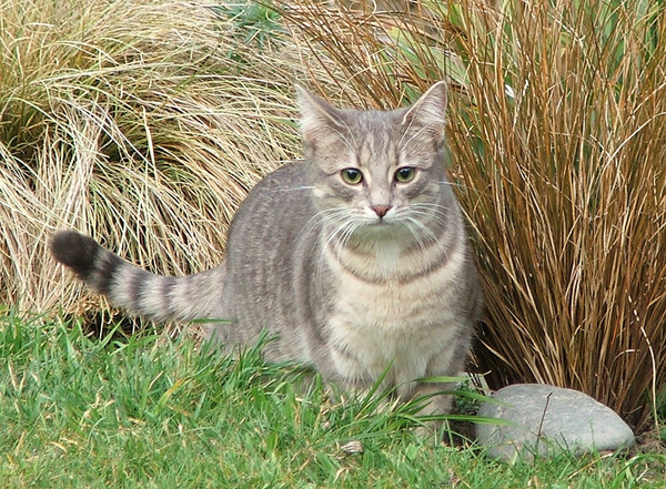 minimus-grey-cat.jpg