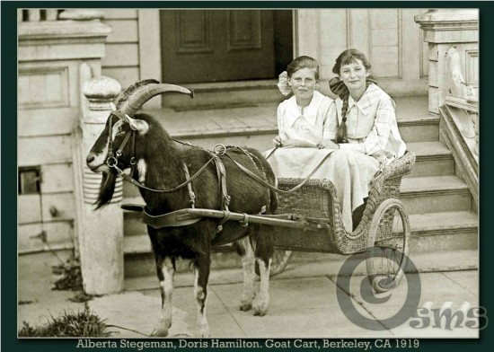 alberta-goat-cart-susan-maxwell-skinner-840x600-550x392.jpg