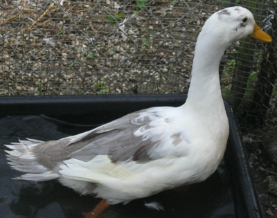Ancona-ducks--Lavender-drake-027-400.jpg