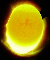 egg-day-2.jpg