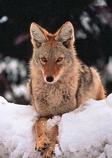 coyote2_sm.jpg