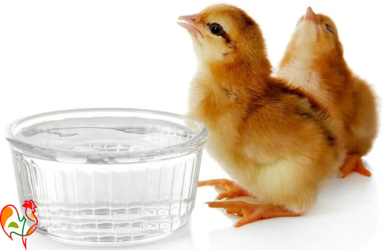 chicks-drinking.jpg