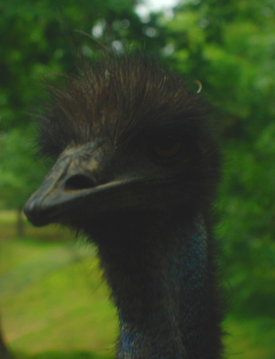 emu.JPG