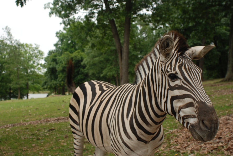 zebra.JPG