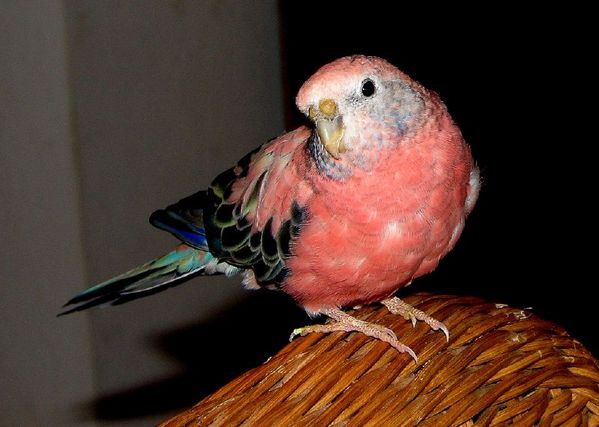 Bourkes-Parakeet-Bird.jpg