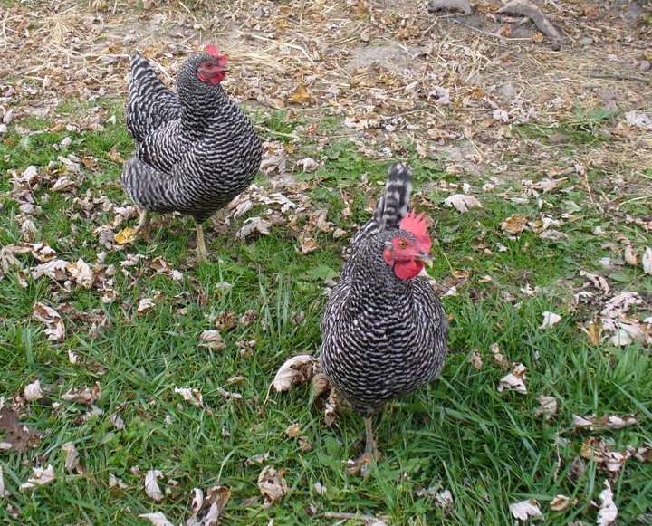 Chickens02%2010-18-10%20%28Crop%29.JPG