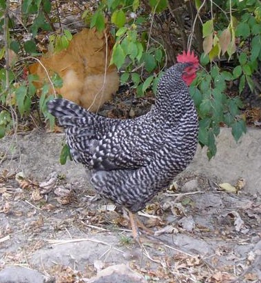 Chickens03%2010-18-10%20%28Crop%29.JPG