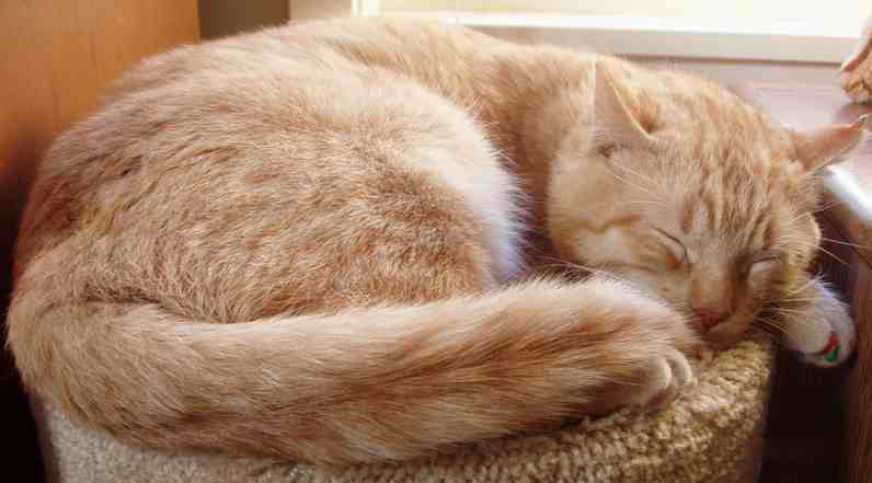 Cat_orange_tabby_ginger_tom_sleeping.jpg