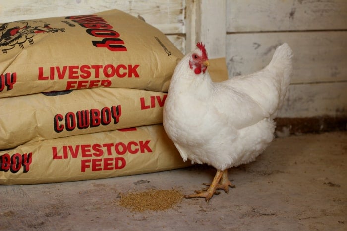 save-money-chicken-feed.jpg