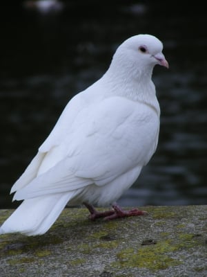 white_dove.jpg