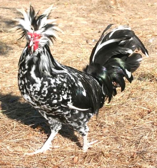 Houdan%2BChicken.jpg