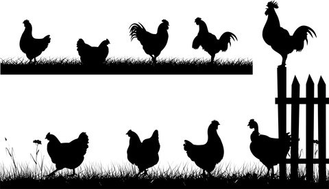 humane-chicken-coop-2.jpg