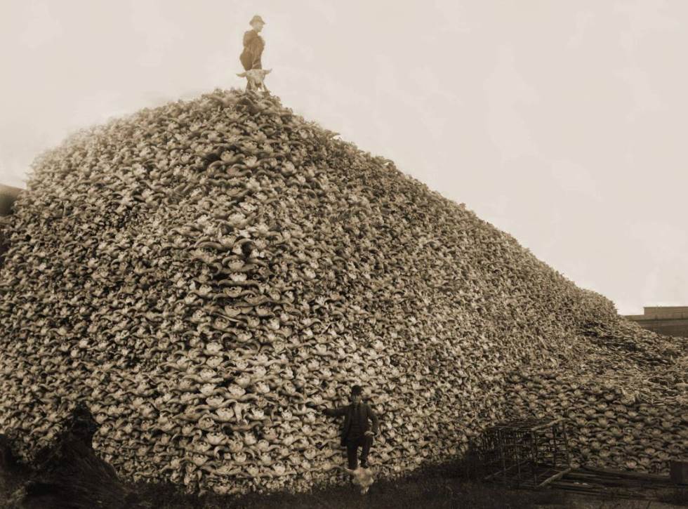 Bison Extinction