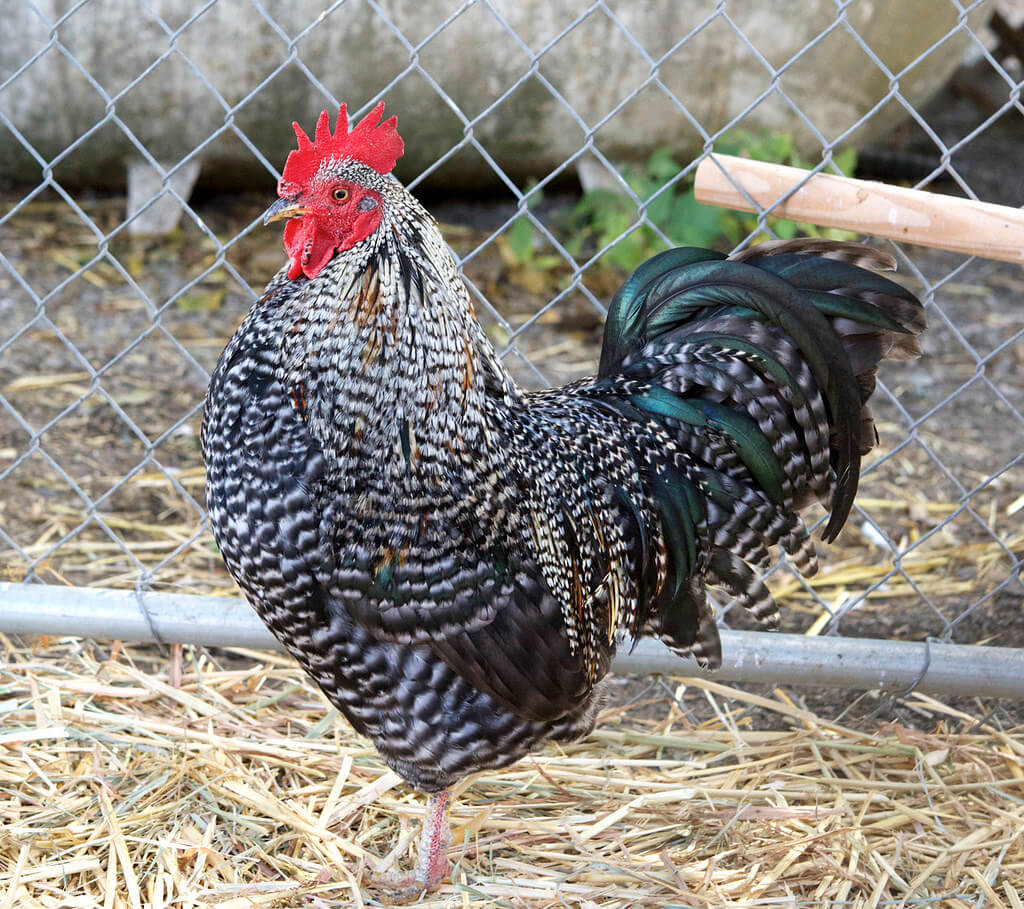 Plymouth Rock • Insteading Chicken Breeds Guide