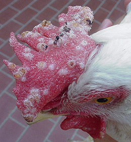 fowl-pox.jpg