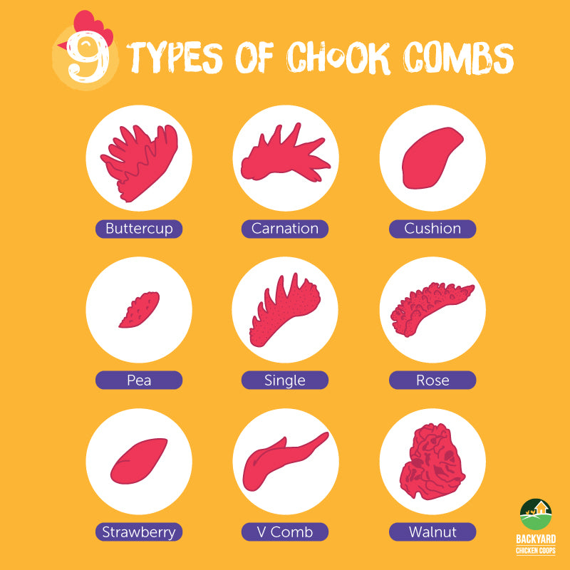 The Ultimate Guide to the Chicken Comb