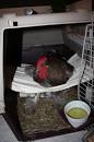 Image result for sling for chicken with broken leg