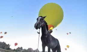 2,100+ Horse Balloons Stock Photos, Pictures & Royalty-Free Images - iStock