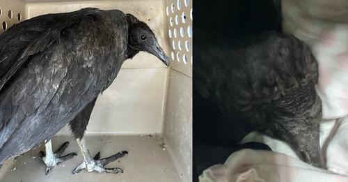 Rescuers believed pair of vultures were dying but they turned out to just be drunk