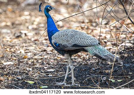 indian-peafowl-pavo-cristatus-adult-stock-photography__ibxdrn04117120.jpg