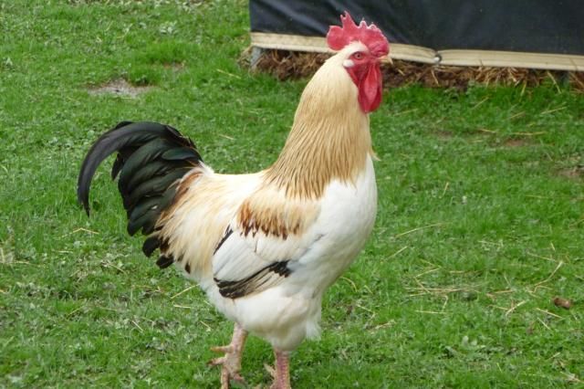 844576dcd8d9ac5868b7d67bc8eb431a--red-sexlink-chicken-most-beautiful.jpg