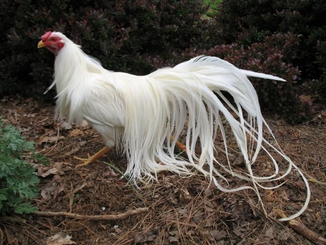 Yokohama pictures, video, information and chicks. | Pet chickens, Chicken  breeds, Breeds