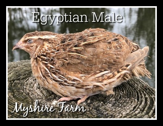 Egyptian-male.jpg