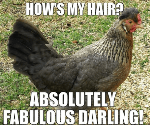 1517386467_870_20-chicken-memes-that-are-surprisingly-funny.png