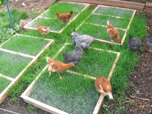 You can grow and protect grass in your chicken yard for them to graze on for months.