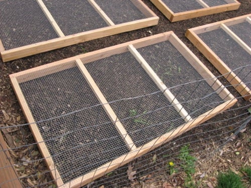 Grass or grain seeds will sprout and grow through the top of the hardware cloth for your chickens to graze.